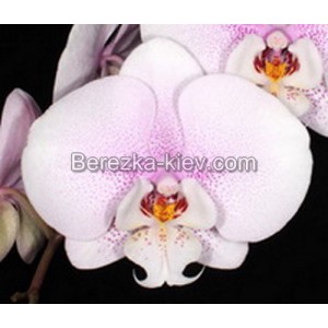 Орхидея 2 ветки (Cotton-Candy)